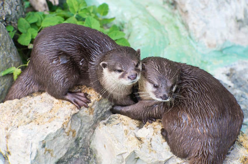 The Big Impact of Asian Small-Clawed Otters