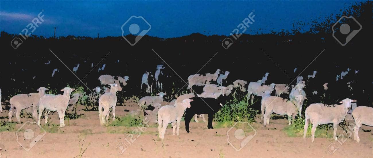 91451507-counting-sheep-in-a-fog